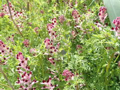 Fumaria gaillardotii