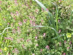 Fumaria gaillardotii