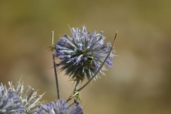 Bombus niveatus