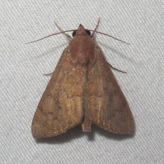Anomis illita