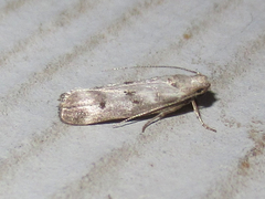 Dichomeris inversella