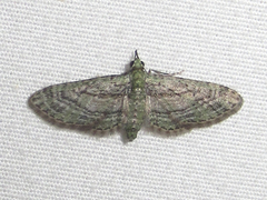 Eupithecia longidens