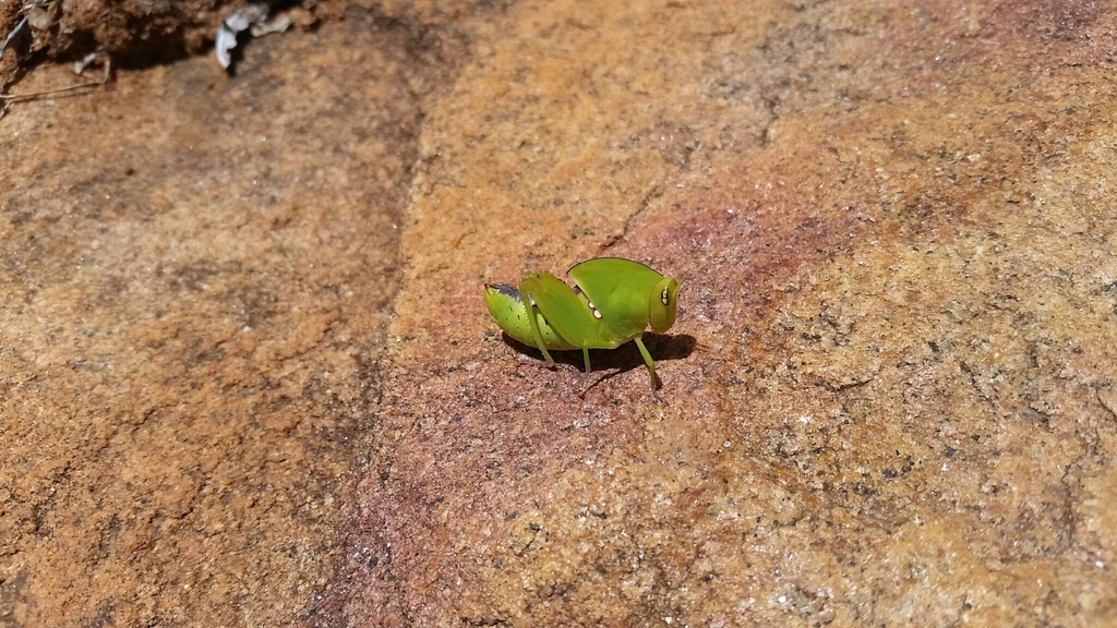 Plagiotriptus hippiscus