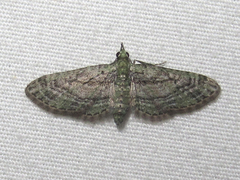 Eupithecia longidens