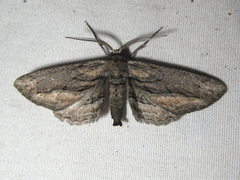 Holochroa dissociarius