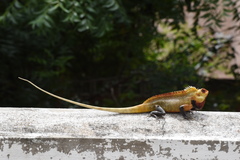 Calotes versicolor