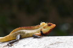 Calotes versicolor