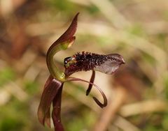 Chiloglottis curviclavia