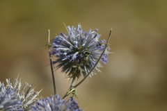 Bombus niveatus