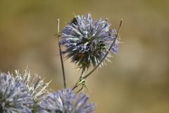 Bombus niveatus