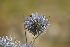 Bombus niveatus