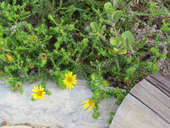 Cullumia setosa setosa