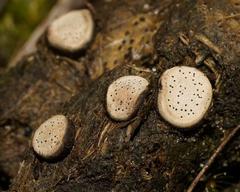 Poronia erici