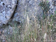 Trifolium sylvaticum