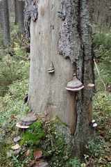 Amaropostia stiptica