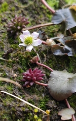 Caltha natans