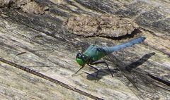 Erythemis simplicicollis