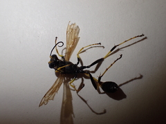 Sceliphron caementarium