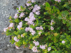 Agathosma lanceolata