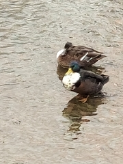 Anas platyrhynchos domesticus