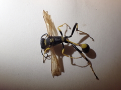 Sceliphron caementarium