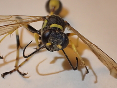 Sceliphron caementarium