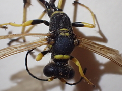 Sceliphron caementarium