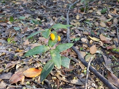 Drymophila moorei