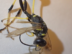 Sceliphron caementarium