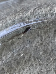 Staphylinidae