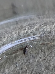 Staphylinidae