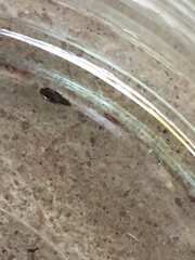 Staphylinidae