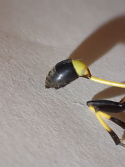 Sceliphron caementarium