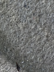 Staphylinidae