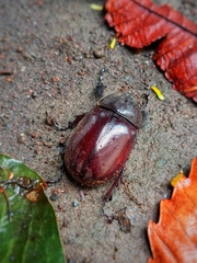 Xylotrupes gideon gideon