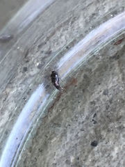 Staphylinidae