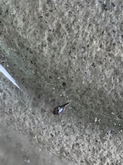 Staphylinidae