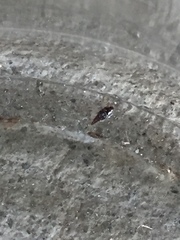 Staphylinidae