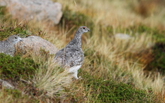 Lagopus muta millaisi