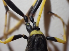 Sceliphron caementarium