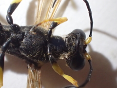 Sceliphron caementarium