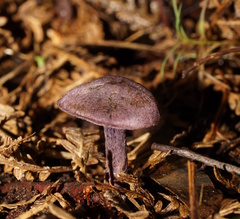 Cortinarius austroviolaceus