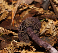 Cortinarius austroviolaceus