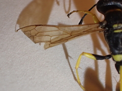 Sceliphron caementarium