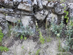 Teucrium scorodonia