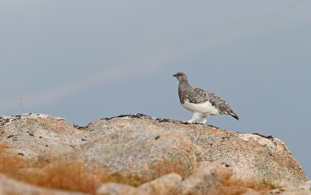Scotland Rock Ptarmigan