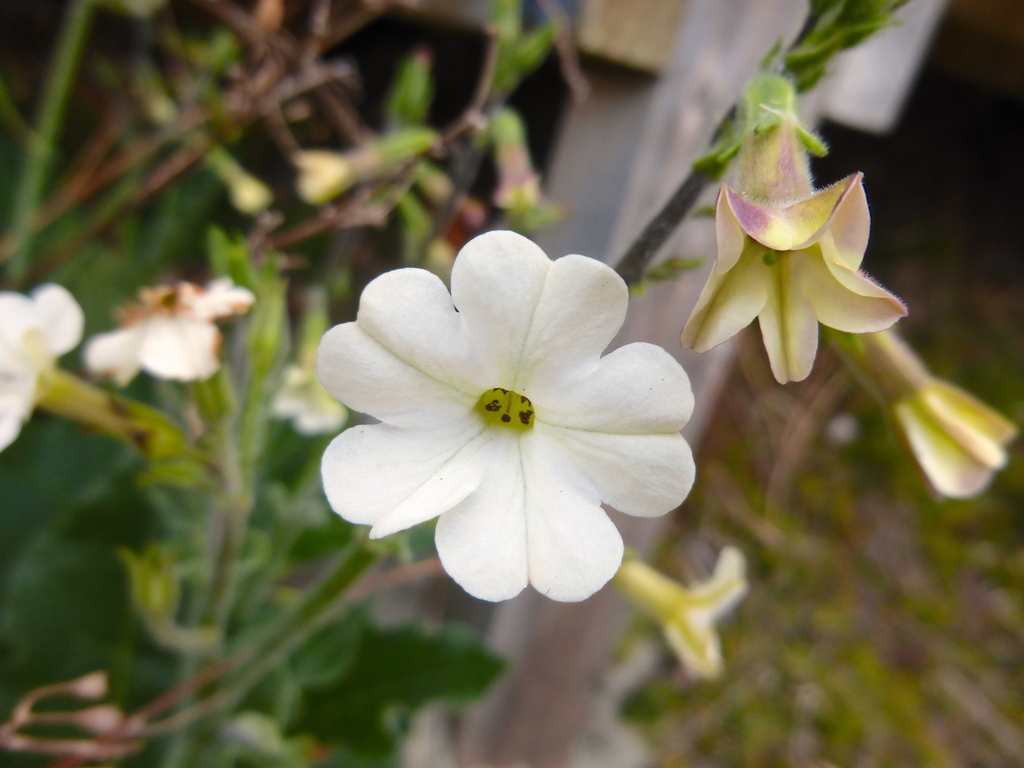 Nicotiana maritima; photograph Kiri Bee, CC BY, iNaturalist via GBIF