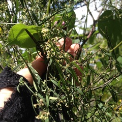 Metastelma angustifolium