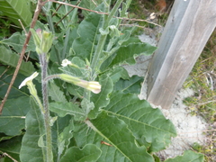 Nicotiana maritima, photograph Kiri Bee, CC BY, iNaturalist via GBIF