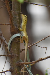 Calotes versicolor